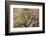 A cottonwood grows at the base of a sandstone cliff wall, Utah-Art Wolfe-Framed Photographic Print