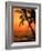 A Couple in Silhouette, Enjoying a Romantic Sunset Beneath the Palm Trees in Kailua-Kona, Hawaii-Ann Cecil-Framed Photographic Print