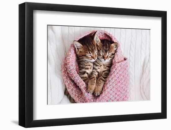 A Couple of Gray Kittens are Sleeping Together in a Cozy Blanket. A Loving Family of Kittens.-Siarhei SHUNTSIKAU-Framed Photographic Print