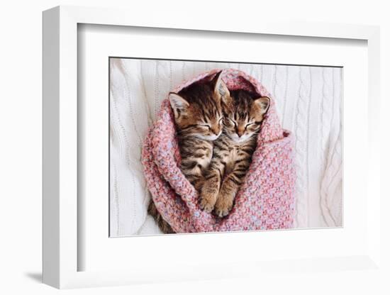 A Couple of Gray Kittens are Sleeping Together in a Cozy Blanket. A Loving Family of Kittens.-Siarhei SHUNTSIKAU-Framed Photographic Print