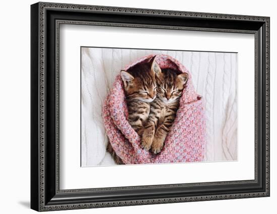 A Couple of Gray Kittens are Sleeping Together in a Cozy Blanket. A Loving Family of Kittens.-Siarhei SHUNTSIKAU-Framed Photographic Print