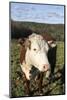 A Cow at Wheel-View Farm, Shelburne, Massachusetts, Usa-Susan Pease-Mounted Photographic Print