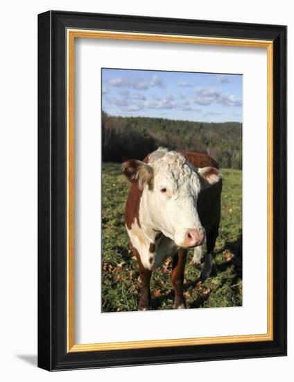 A Cow at Wheel-View Farm, Shelburne, Massachusetts, Usa-Susan Pease-Framed Photographic Print