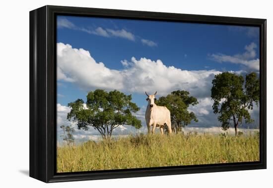 A Cow Grazes in on a Farm in Bonito at Sunset-Alex Saberi-Framed Premier Image Canvas