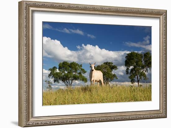 A Cow Grazes in on a Farm in Bonito at Sunset-Alex Saberi-Framed Photographic Print