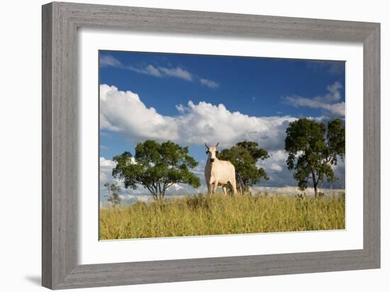 A Cow Grazes in on a Farm in Bonito at Sunset-Alex Saberi-Framed Photographic Print