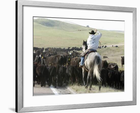 A Cow Hand Drives Cattle-null-Framed Photographic Print