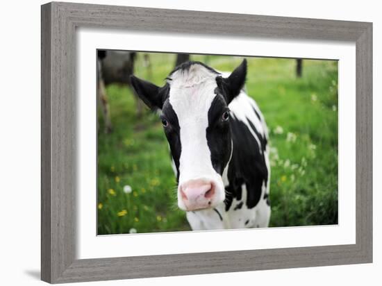 A Cow in a Field-null-Framed Photo