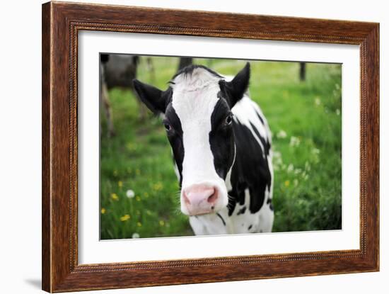 A Cow in a Field-null-Framed Photo