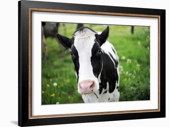 A Cow in a Field-null-Framed Photo