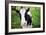 A Cow in a Field-null-Framed Photo