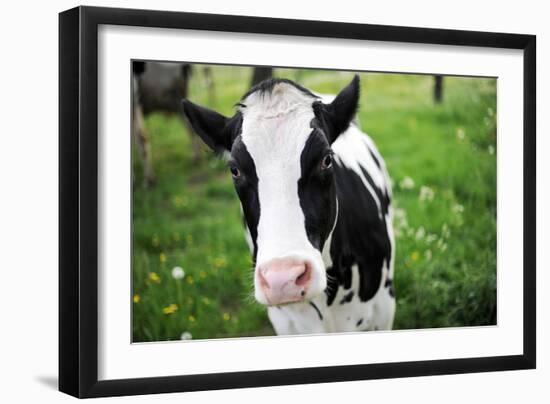 A Cow in a Field-null-Framed Photo