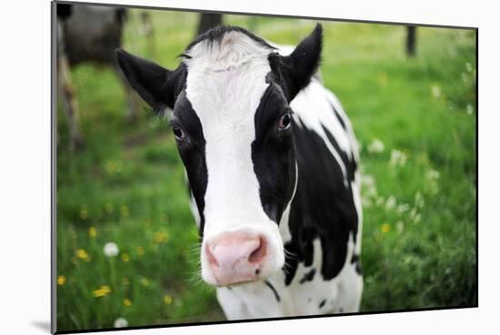 A Cow in a Field-null-Mounted Photo