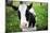 A Cow in a Field-null-Mounted Photo