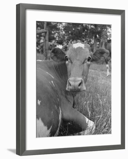 A Cow Lying in the Grass on a Dairy Farm-Hansel Mieth-Framed Premium Photographic Print