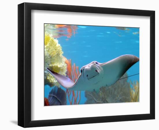 A Cow Nose Ray Swims-null-Framed Photographic Print
