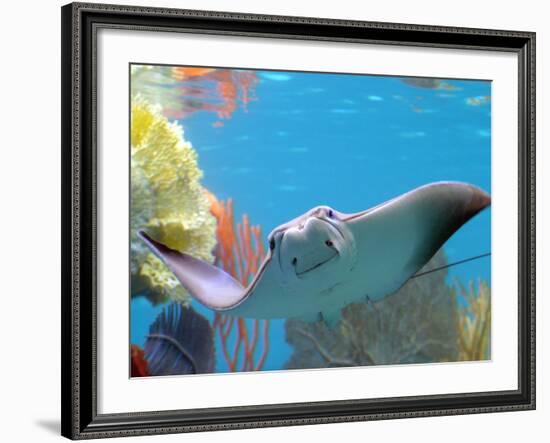 A Cow Nose Ray Swims-null-Framed Photographic Print