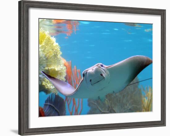 A Cow Nose Ray Swims-null-Framed Photographic Print