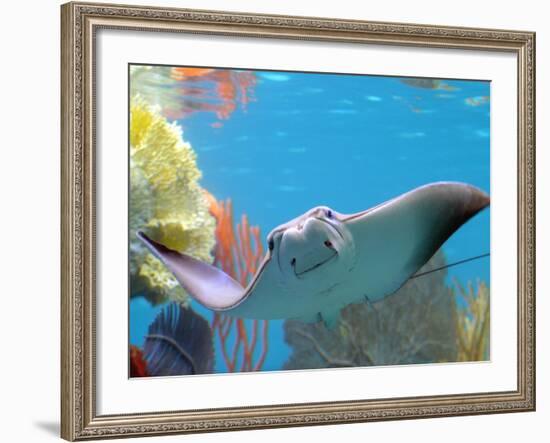 A Cow Nose Ray Swims-null-Framed Photographic Print