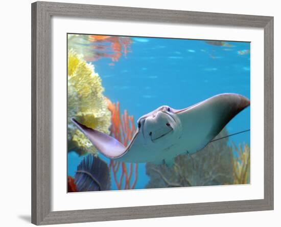 A Cow Nose Ray Swims-null-Framed Photographic Print