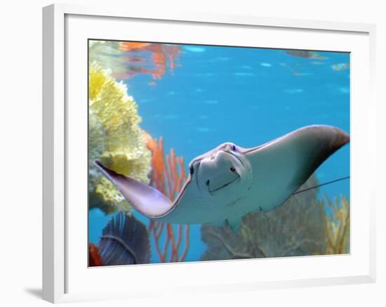 A Cow Nose Ray Swims-null-Framed Photographic Print