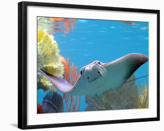 A Cow Nose Ray Swims-null-Framed Photographic Print