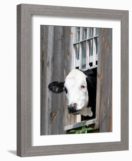 A Cow Peers out of a Barn Window in Sutton, N.H.-null-Framed Photographic Print