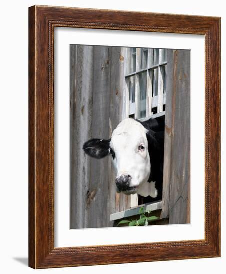 A Cow Peers out of a Barn Window in Sutton, N.H.-null-Framed Photographic Print