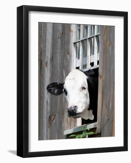 A Cow Peers out of a Barn Window in Sutton, N.H.-null-Framed Photographic Print