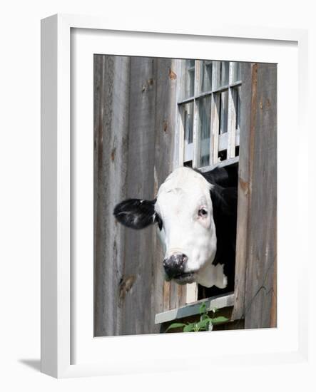 A Cow Peers out of a Barn Window in Sutton, N.H.-null-Framed Photographic Print