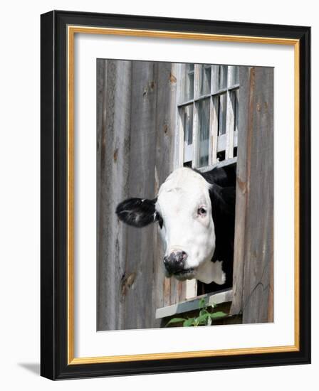 A Cow Peers out of a Barn Window in Sutton, N.H.-null-Framed Photographic Print