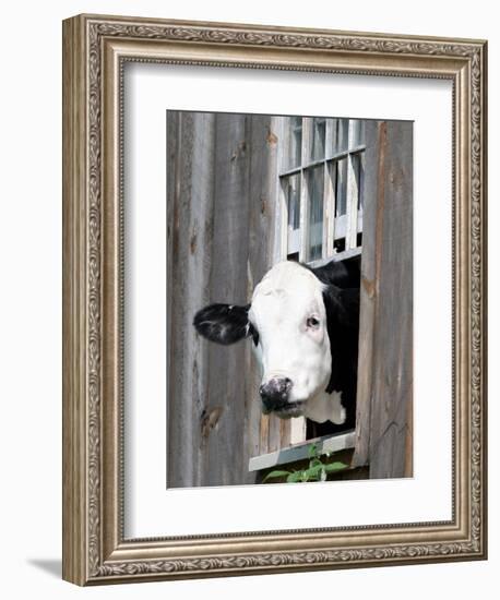 A Cow Peers out of a Barn Window in Sutton, N.H.-null-Framed Photographic Print