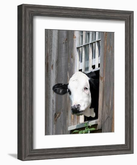 A Cow Peers out of a Barn Window in Sutton, N.H.-null-Framed Photographic Print