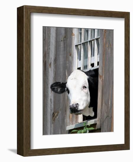 A Cow Peers out of a Barn Window in Sutton, N.H.-null-Framed Photographic Print