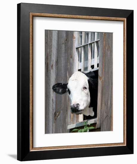 A Cow Peers out of a Barn Window in Sutton, N.H.-null-Framed Photographic Print