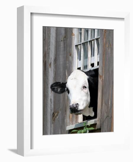 A Cow Peers out of a Barn Window in Sutton, N.H.-null-Framed Photographic Print