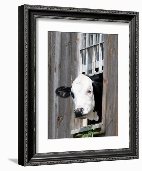 A Cow Peers out of a Barn Window in Sutton, N.H.-null-Framed Photographic Print