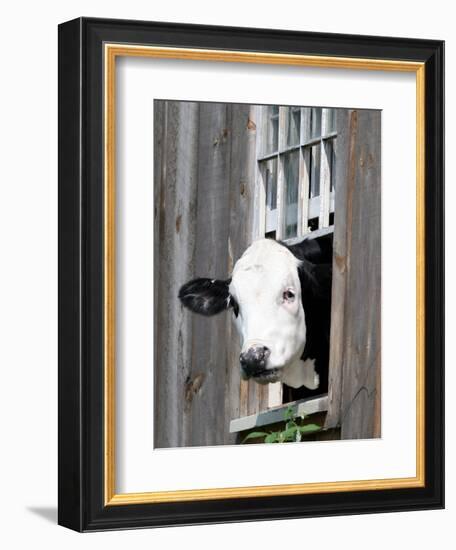 A Cow Peers out of a Barn Window in Sutton, N.H.-null-Framed Photographic Print