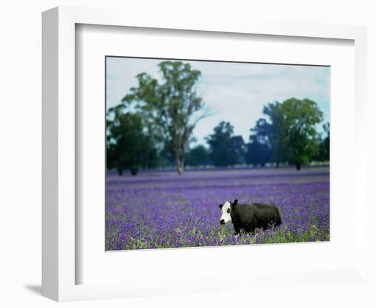 A Cow Struggles to Find Grass-null-Framed Photographic Print