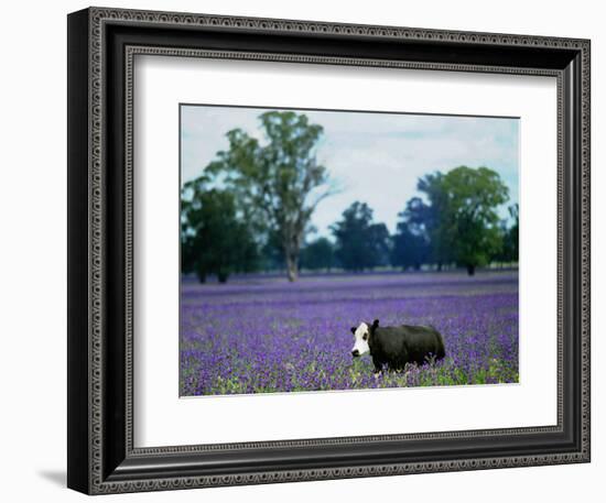 A Cow Struggles to Find Grass-null-Framed Photographic Print