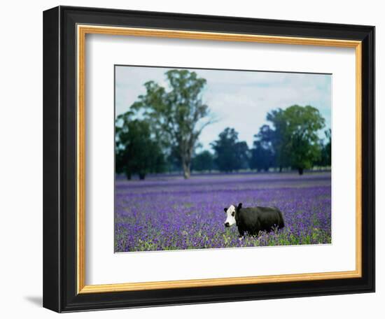 A Cow Struggles to Find Grass-null-Framed Photographic Print