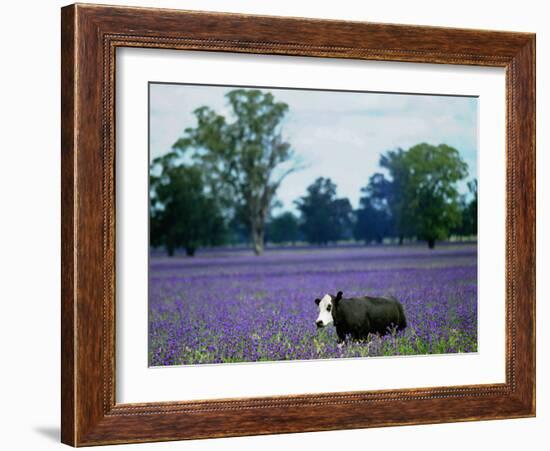 A Cow Struggles to Find Grass-null-Framed Photographic Print