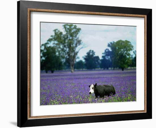 A Cow Struggles to Find Grass-null-Framed Photographic Print