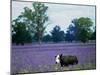 A Cow Struggles to Find Grass-null-Mounted Photographic Print