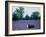 A Cow Struggles to Find Grass-null-Framed Photographic Print