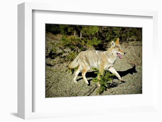 A Coyote, Searches for Prey in the Cariboo Mts of B.C., Canada-Richard Wright-Framed Photographic Print