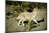 A Coyote, Searches for Prey in the Cariboo Mts of B.C., Canada-Richard Wright-Mounted Photographic Print