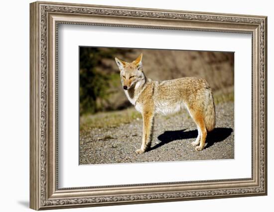 A Coyote, Searches for Prey in the Cariboo Mts of B.C., Canada-Richard Wright-Framed Photographic Print