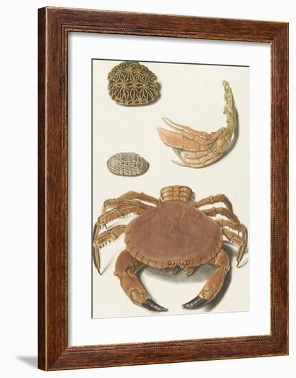 A Crab and Two Turtle Shells-The Vintage Collection-Framed Art Print