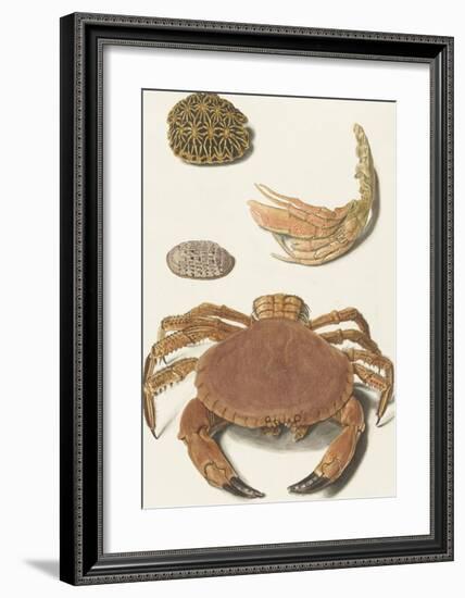 A Crab and Two Turtle Shells-The Vintage Collection-Framed Art Print